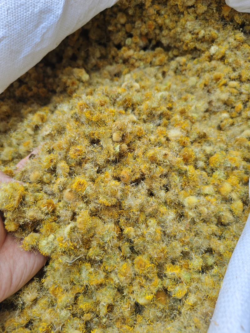 旋覆花精选正品旋覆花各种规格散装批发