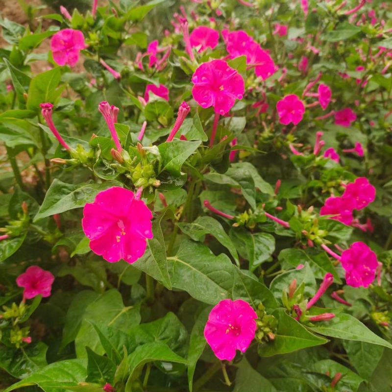 紫茉莉种子花种籽子地雷花夜来香种子阳台盆栽庭院四季播开花