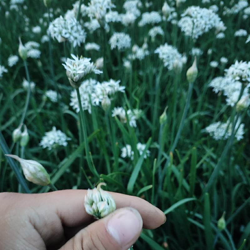***韭菜花大量上市。