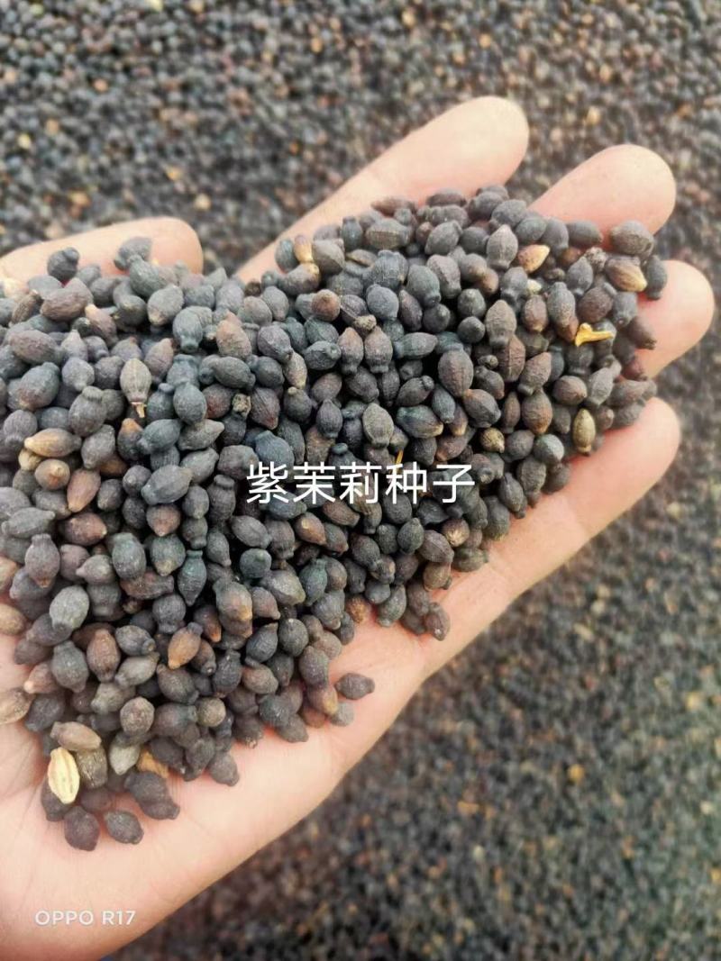 紫茉莉种子花种籽子地雷花夜来香种子阳台盆栽庭院四季播开花