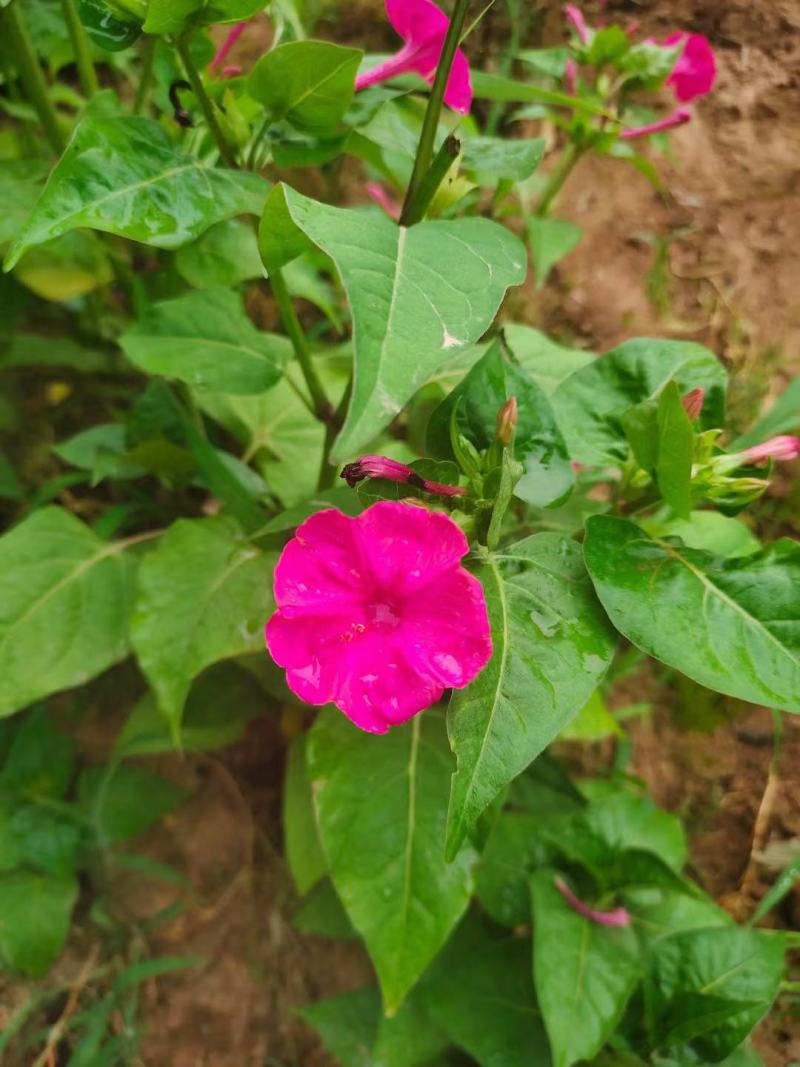 紫茉莉种子花种籽子地雷花夜来香种子阳台盆栽庭院四季播开花