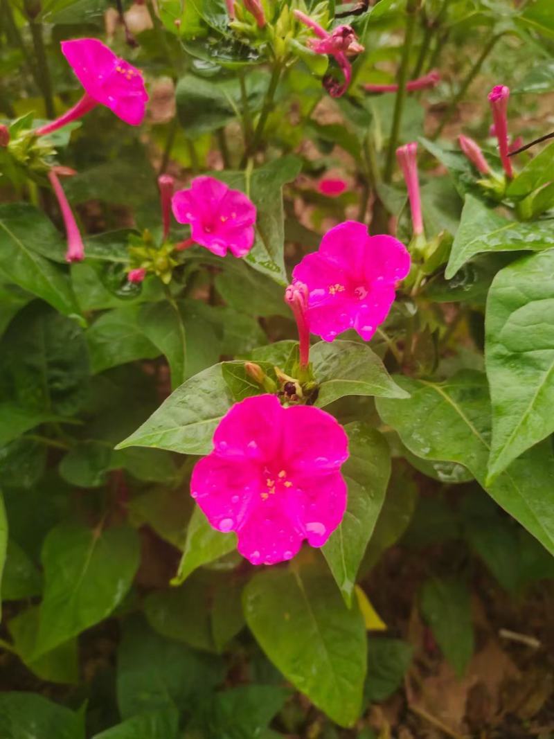 紫茉莉种子花种籽子地雷花夜来香种子阳台盆栽庭院四季播开花
