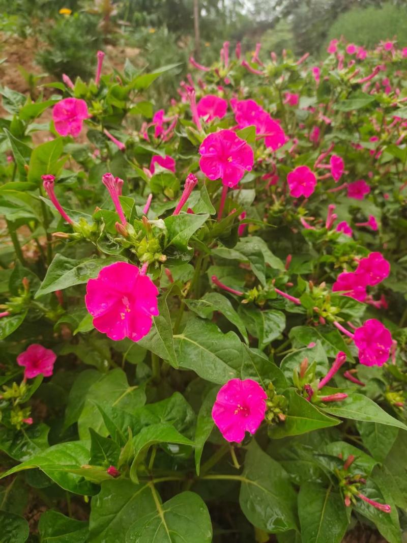 紫茉莉种子花种籽子地雷花夜来香种子阳台盆栽庭院四季播开花