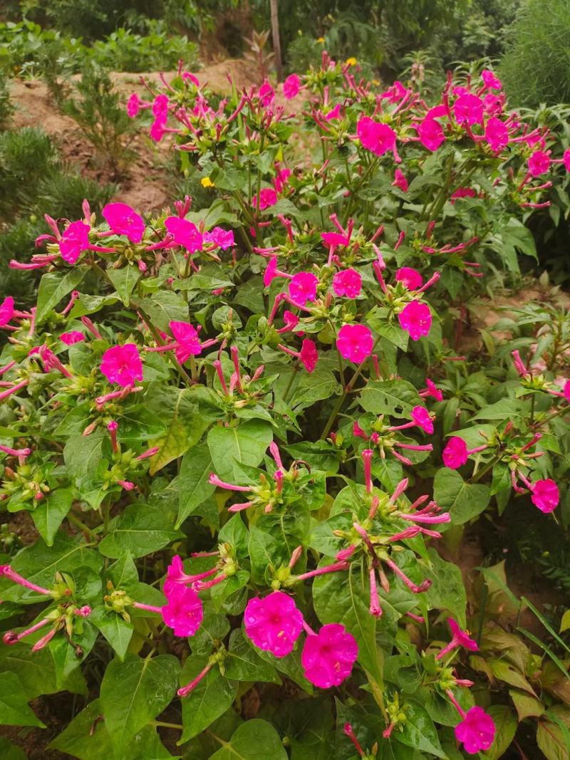 紫茉莉种子花种籽子地雷花夜来香种子阳台盆栽庭院四季播开花