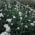 ***韭菜花大量上市。