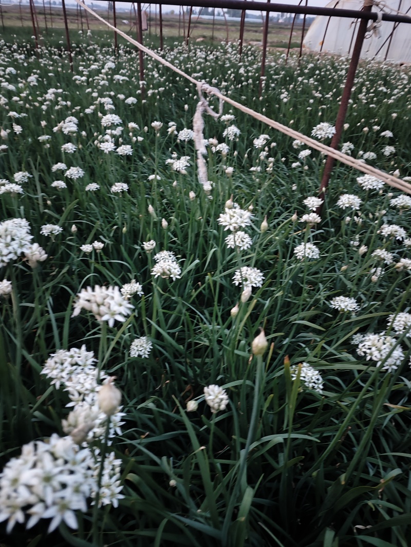***韭菜花大量上市。