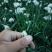 ***韭菜花大量上市。
