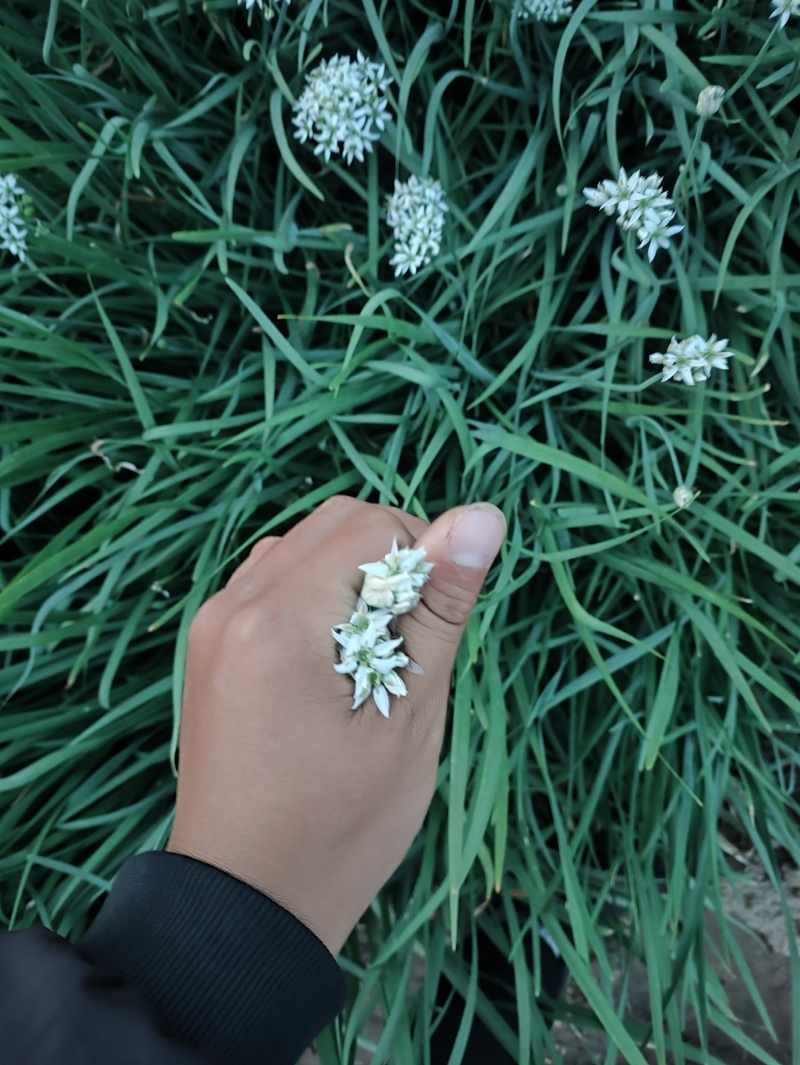 ***韭菜花大量上市。