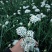 ***韭菜花大量上市。