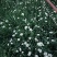 ***韭菜花大量上市。