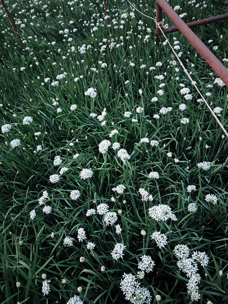 ***韭菜花大量上市。