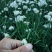 特别好的韭菜花，味道纯正，天然