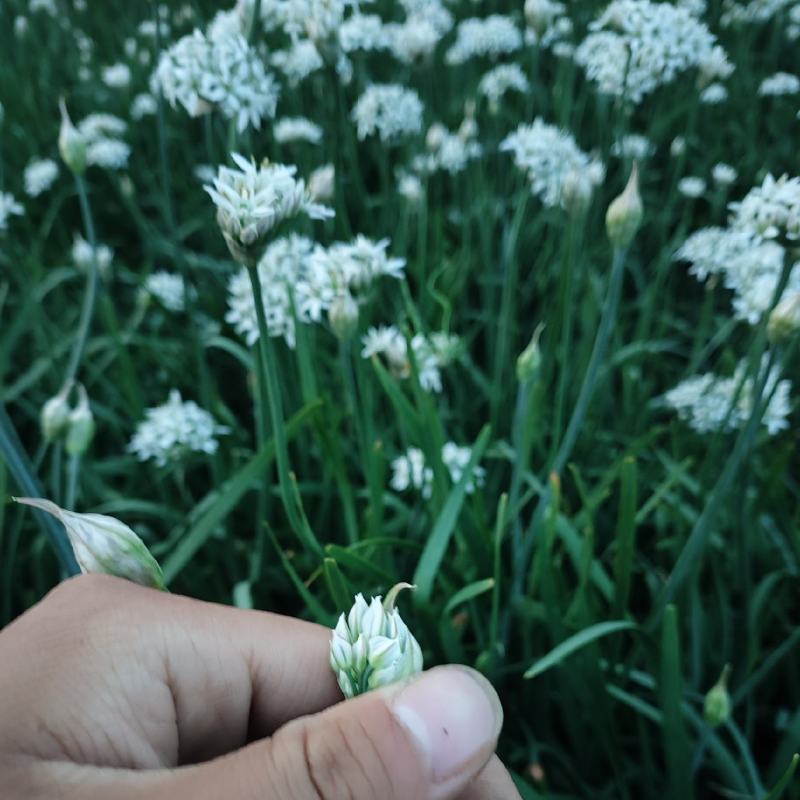 特别好的韭菜花，味道纯正，天然