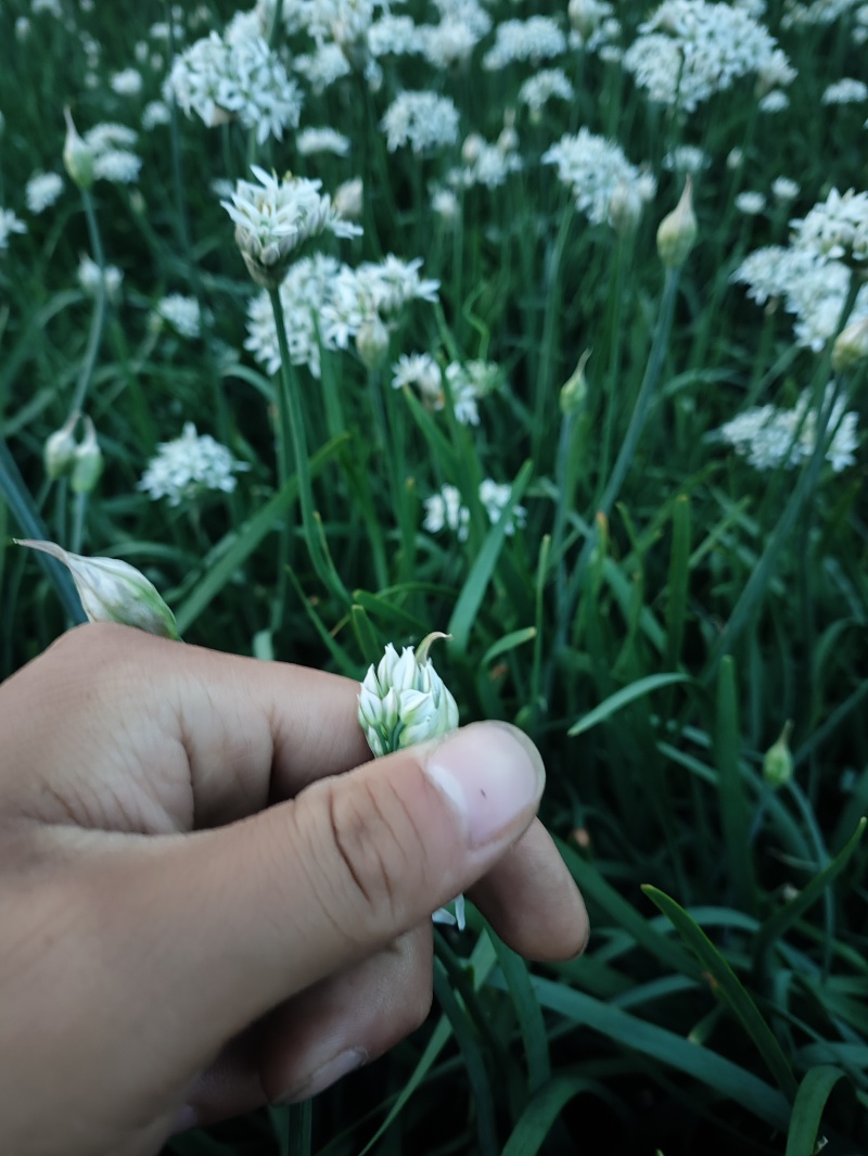 特别好的韭菜花，味道纯正，天然