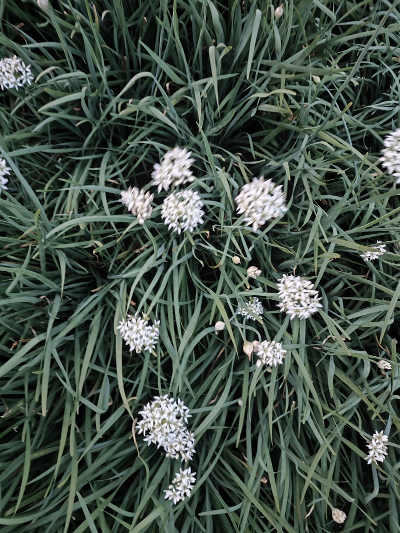 特别好的韭菜花，味道纯正，天然
