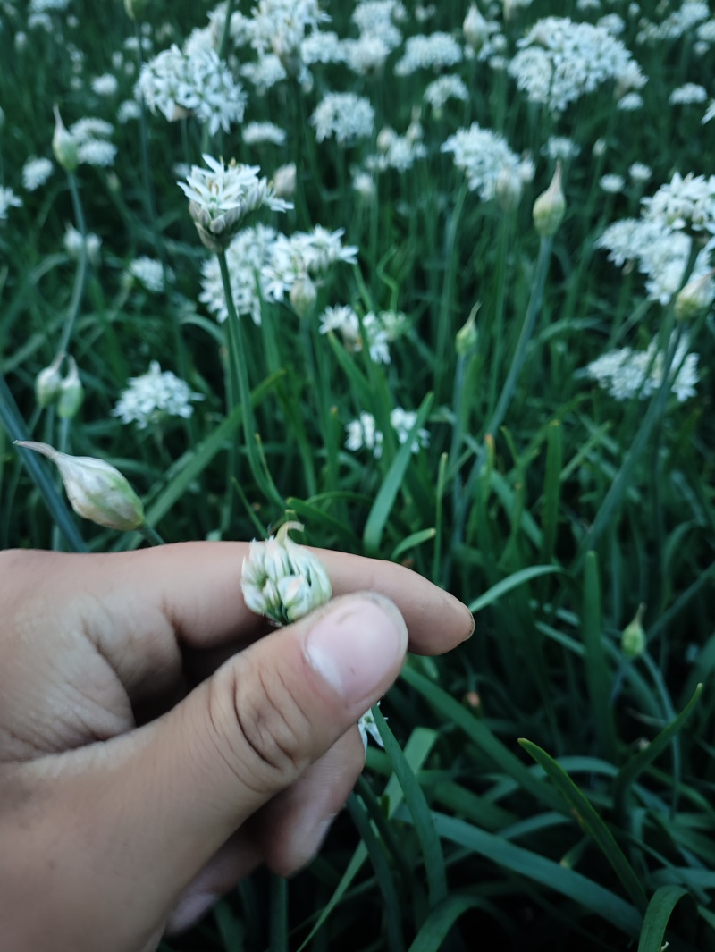 特别好的韭菜花，味道纯正，天然