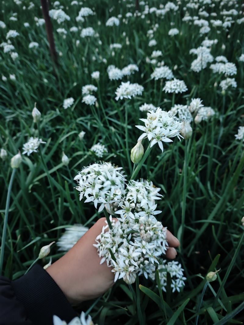 特别好的韭菜花，味道纯正，天然
