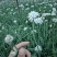 特别好的韭菜花，味道纯正，天然