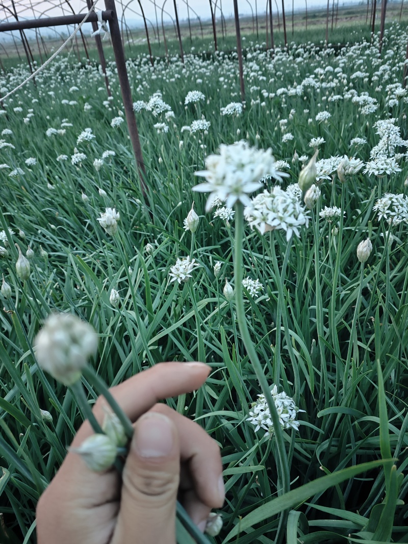 特别好的韭菜花，味道纯正，天然