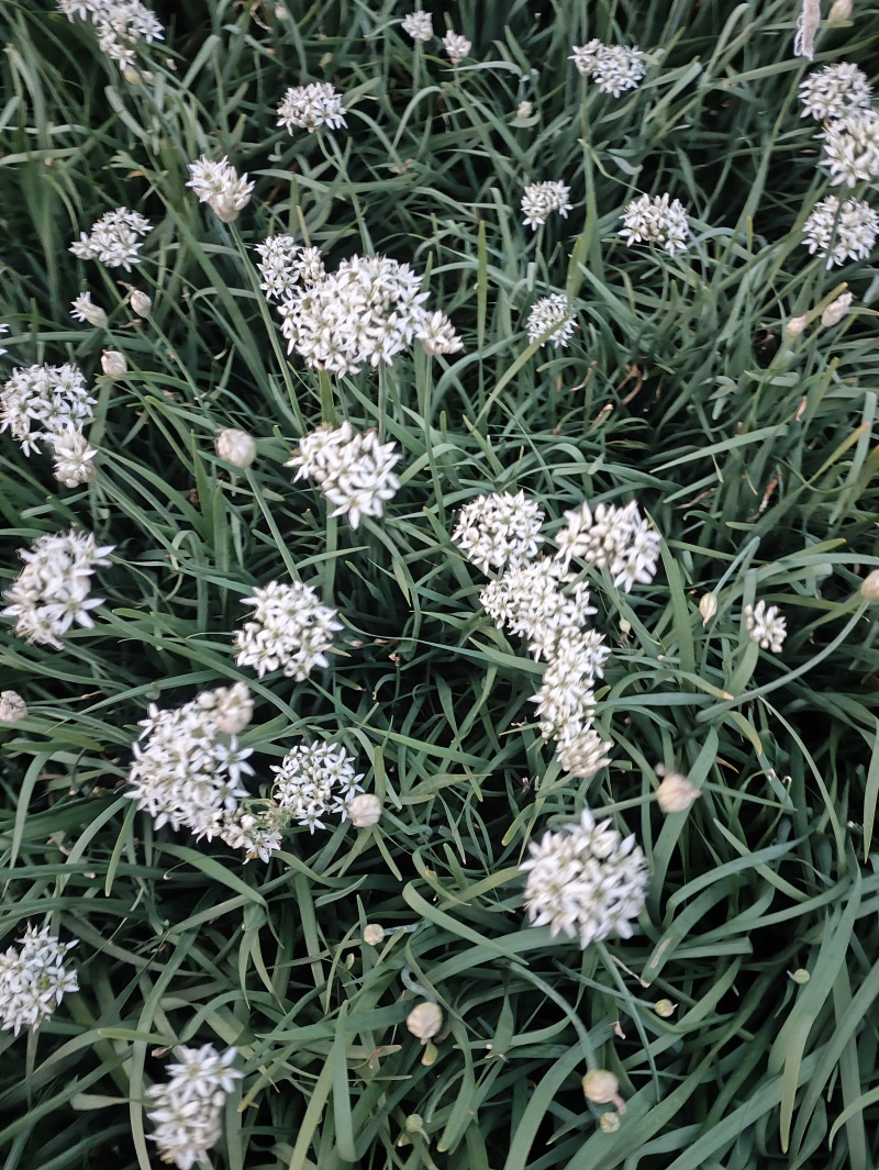 特别好的韭菜花，味道纯正，天然