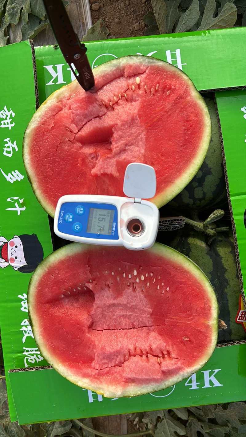 4k西瓜陕西渭南甘美4k西瓜承接商超电商代收代发全国