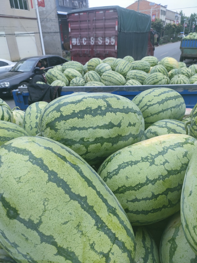 湖北美都8424麒麟瓜甜王个大口感甜