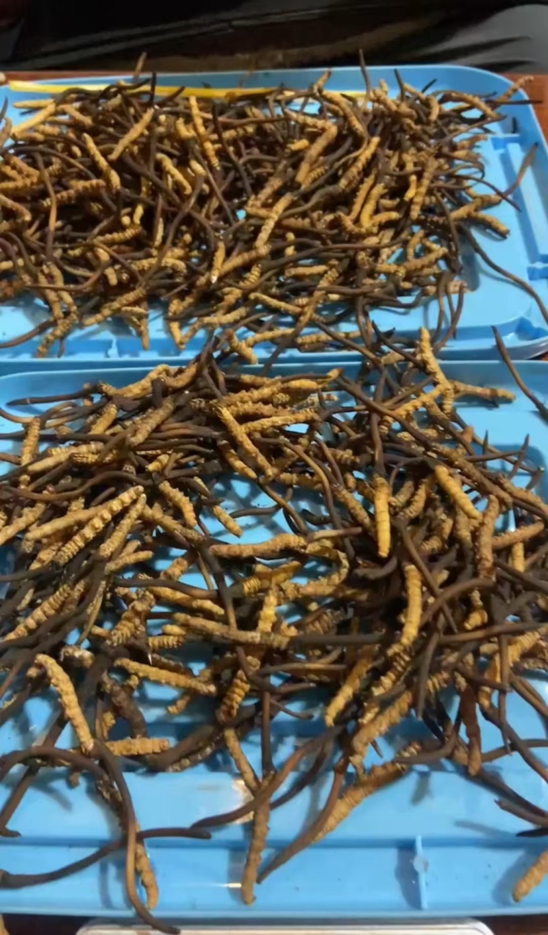 冬虫夏草