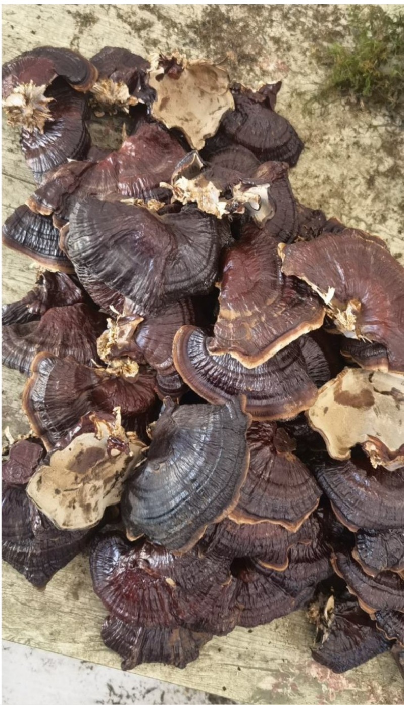 金边灵芝产地自销长期稳定供货质量保证