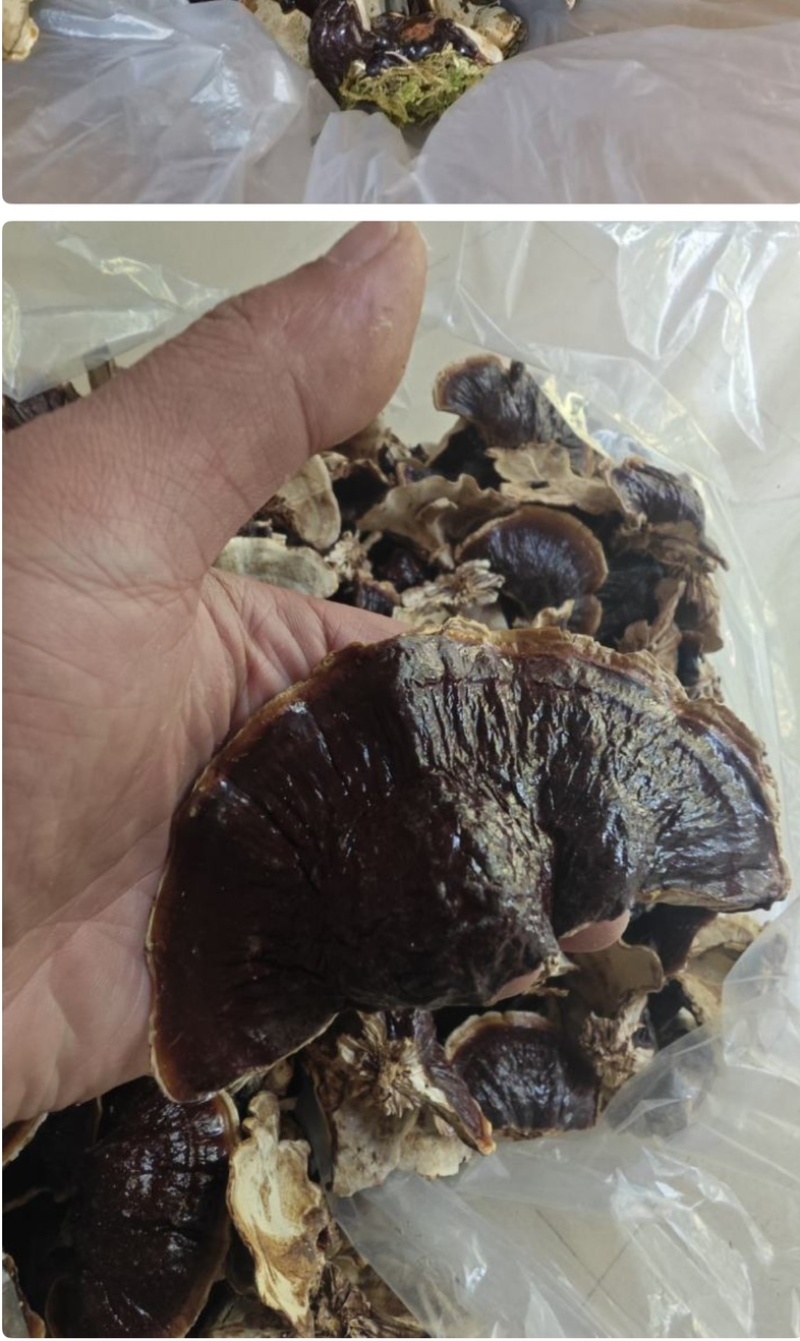 金边灵芝产地自销长期稳定供货质量保证