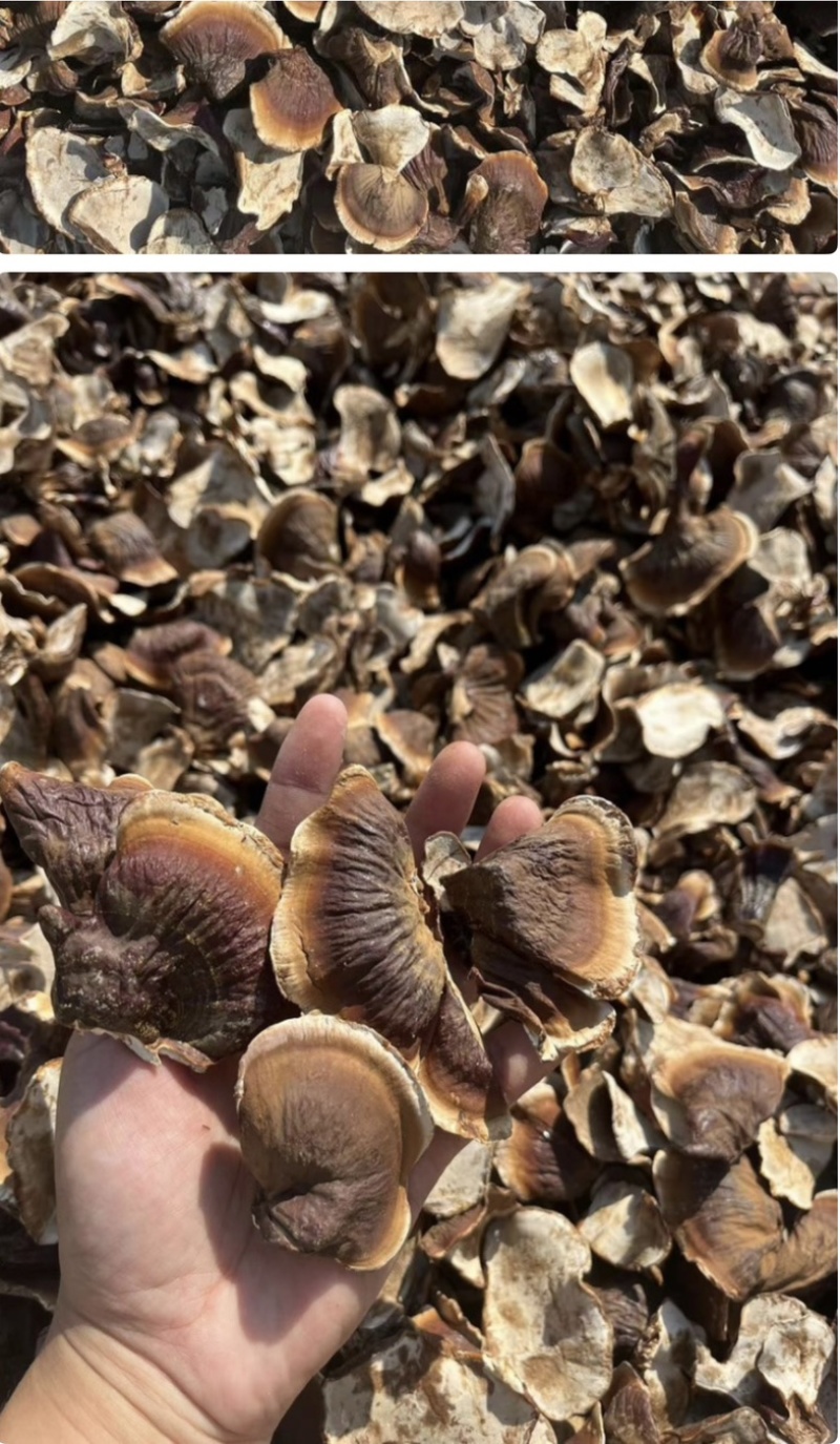 金边灵芝产地自销长期稳定供货质量保证