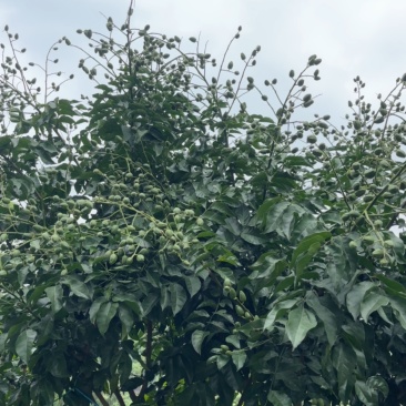 黑金刚黄皮果，大量有货欢迎预定需要的来便宜出