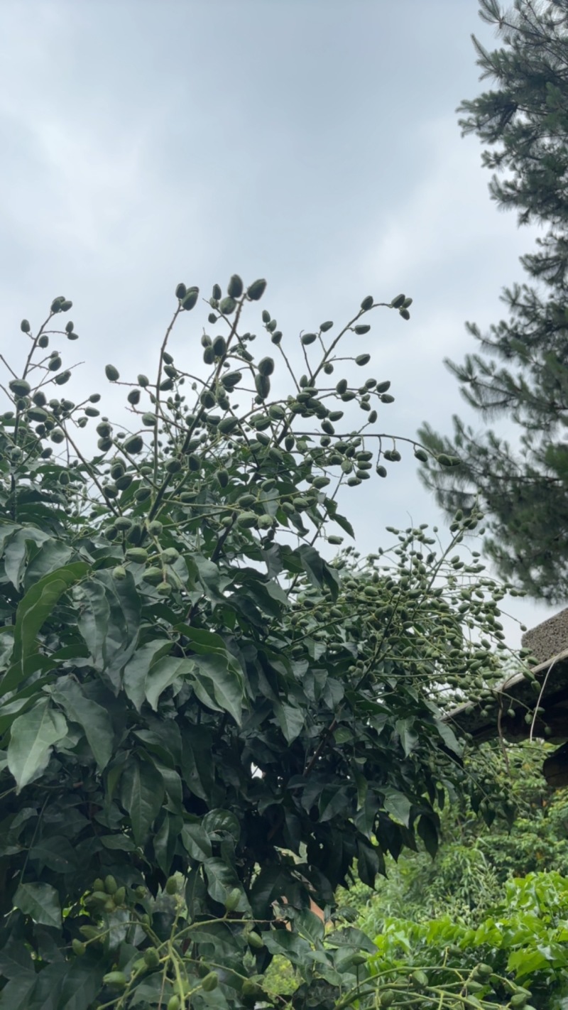 黑金刚黄皮果，大量有货欢迎预定需要的来便宜出