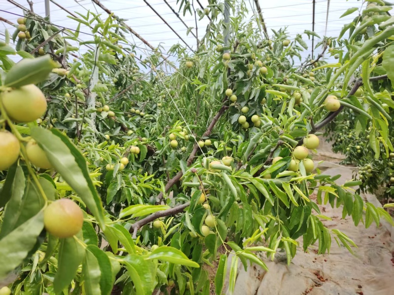 冬枣