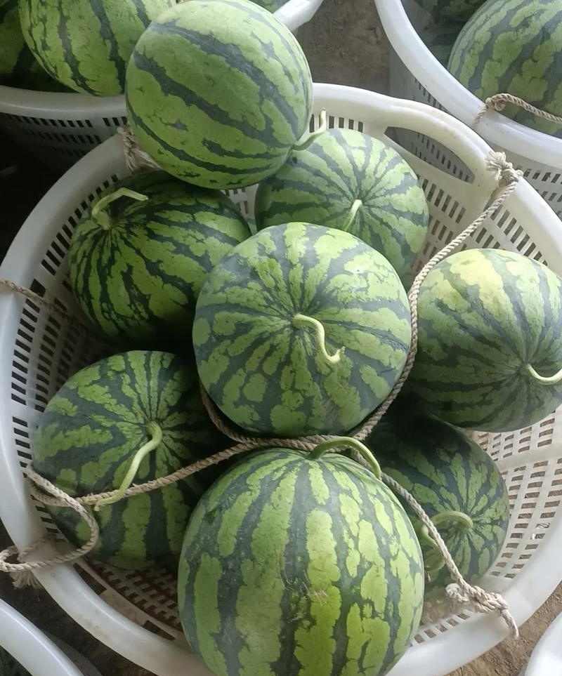 《露天美都西瓜》农户自销/包熟包甜/随意挑选/欢迎来电