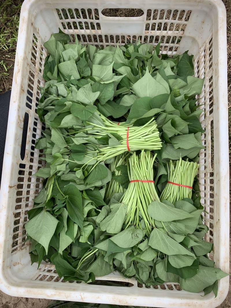 红薯叶，番薯叶，可供电商，新鲜翠绿，鲜嫩，自然生长。