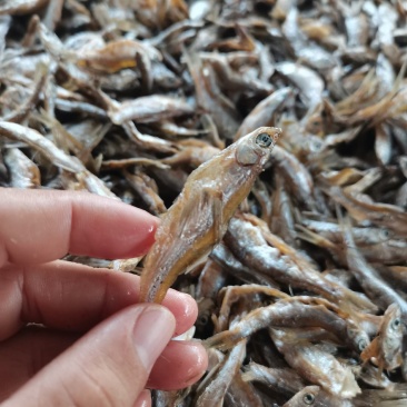 油炸白肖/开肚/鱼干/干货/小白条/水库鱼/河鱼/包邮