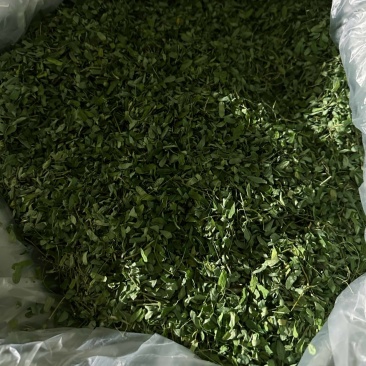 2025年新鲜靓货带梗鸡骨草茶，叶超多足干耐绿。