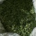 2025年新鲜靓货带梗鸡骨草茶，叶超多足干耐绿。