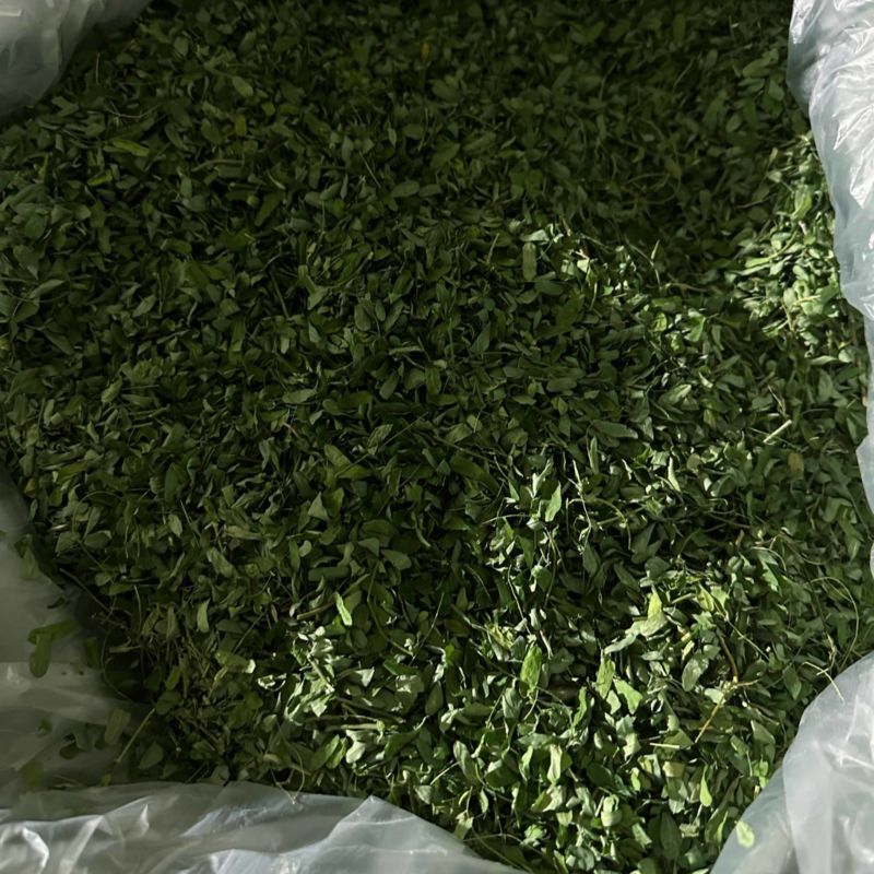 2025年新鲜靓货带梗鸡骨草茶，叶超多足干耐绿。