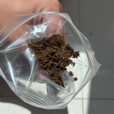 黄色羽毛粉黑色羽毛粉