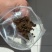 黄色羽毛粉黑色羽毛粉