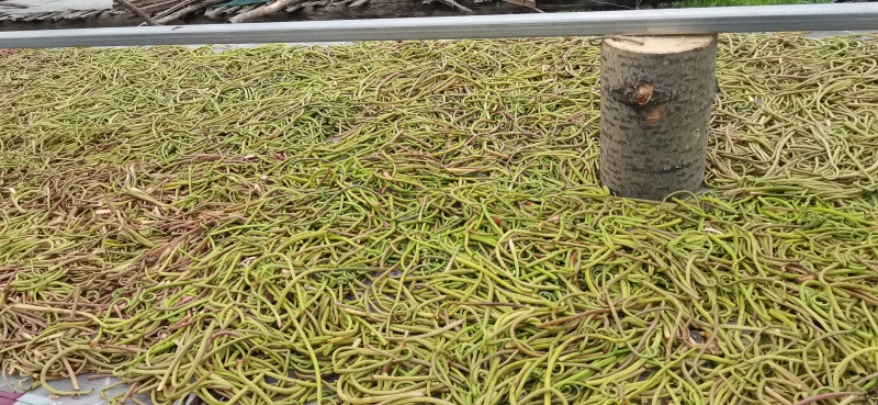 新鲜的没有了都是晒干的，有要的来，诚信合作，质量**。