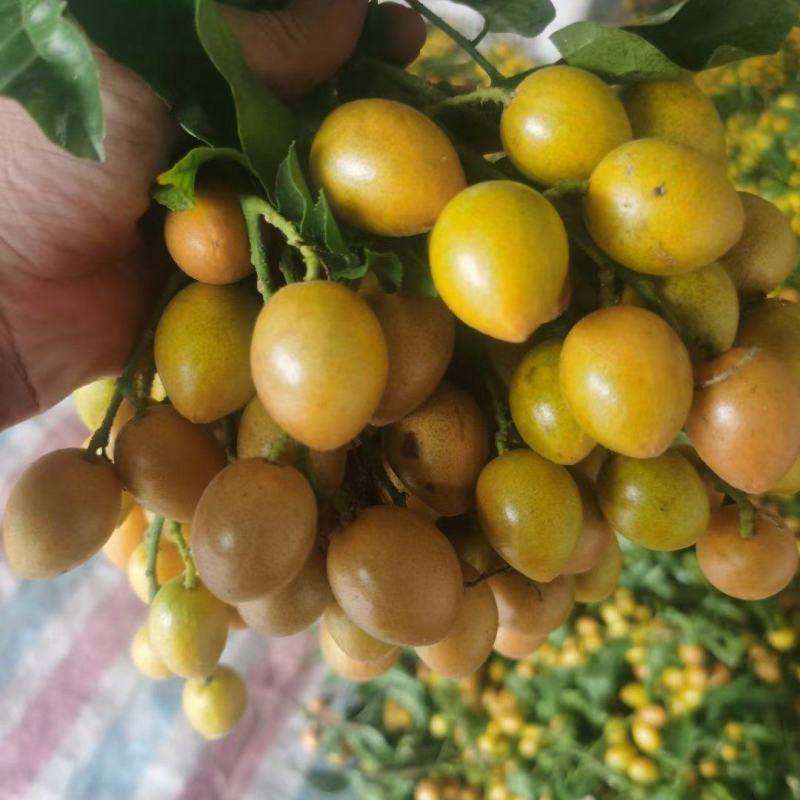 鸡心黄皮，无核黄皮，对接工厂，奶茶！
