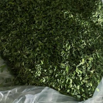 2025新鲜晒鸡骨草，大叶青绿梗少叶子超多。