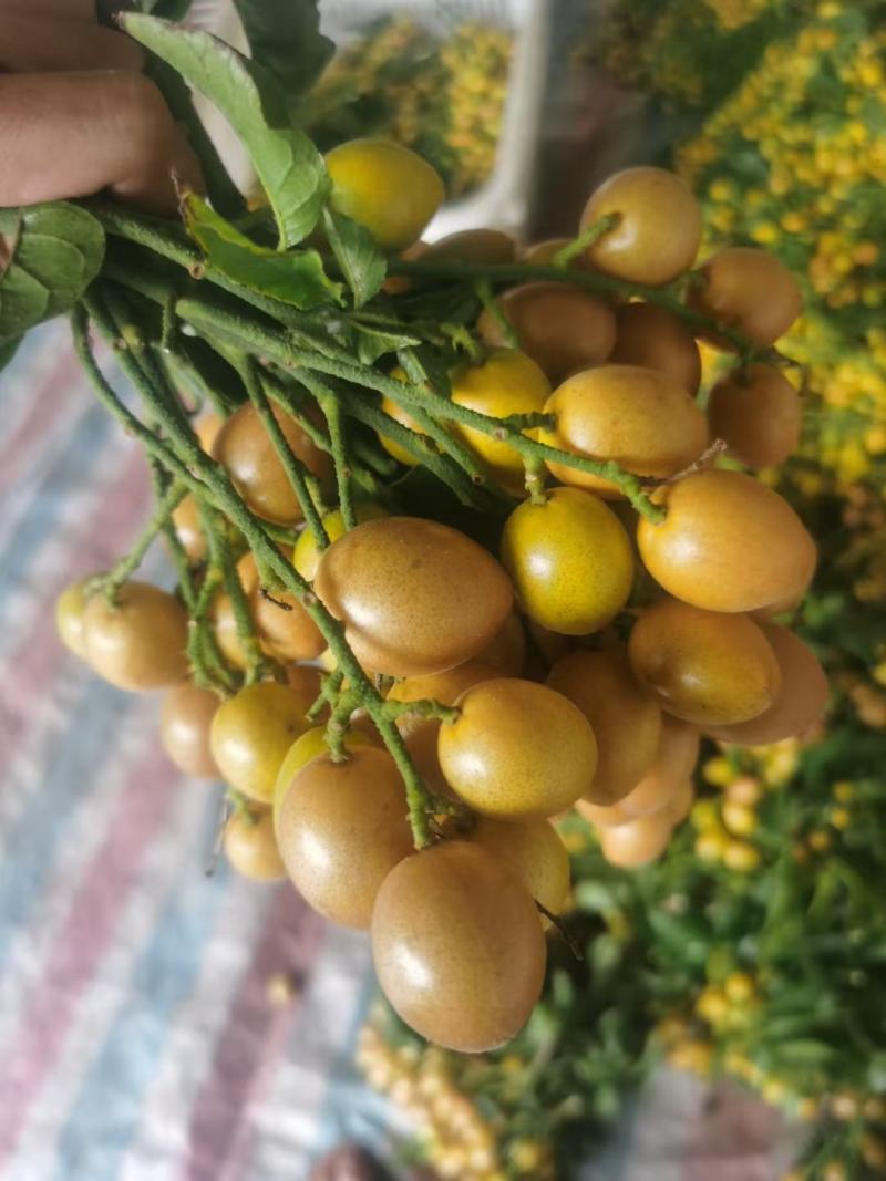 鸡心黄皮，无核黄皮，对接工厂，奶茶！