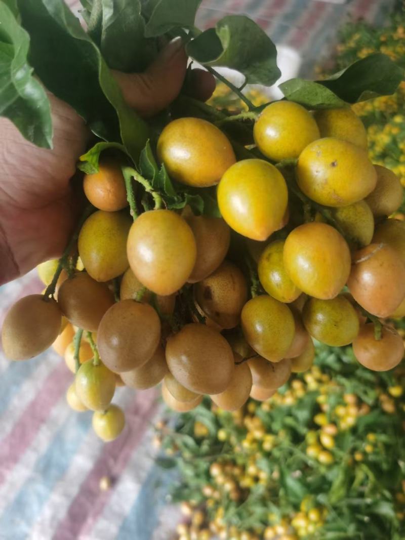 鸡心黄皮，无核黄皮，对接工厂，奶茶！