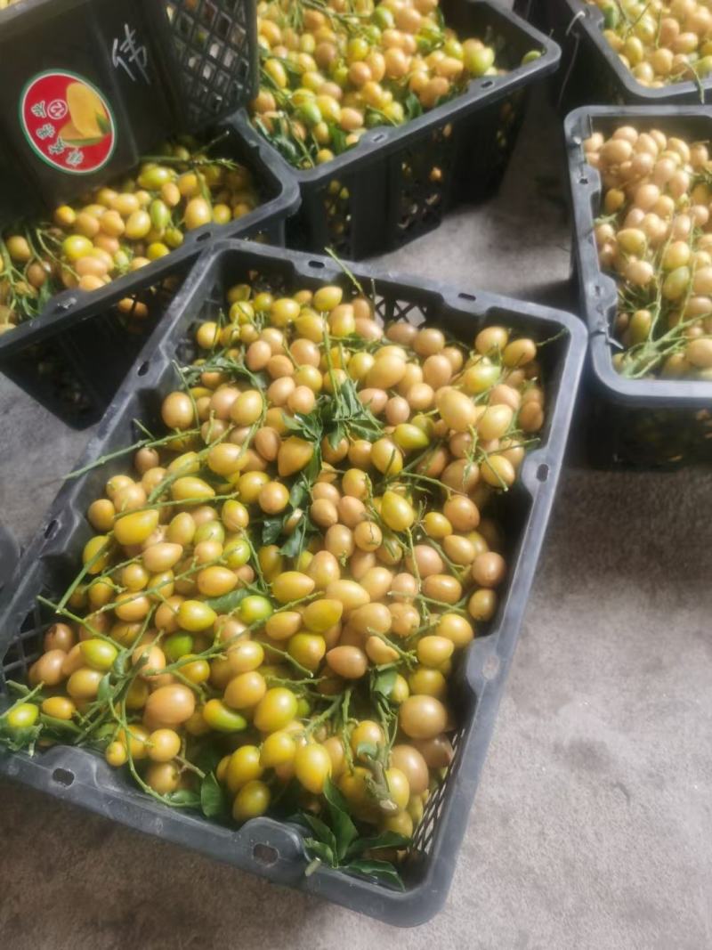 鸡心黄皮，无核黄皮，对接工厂，奶茶！