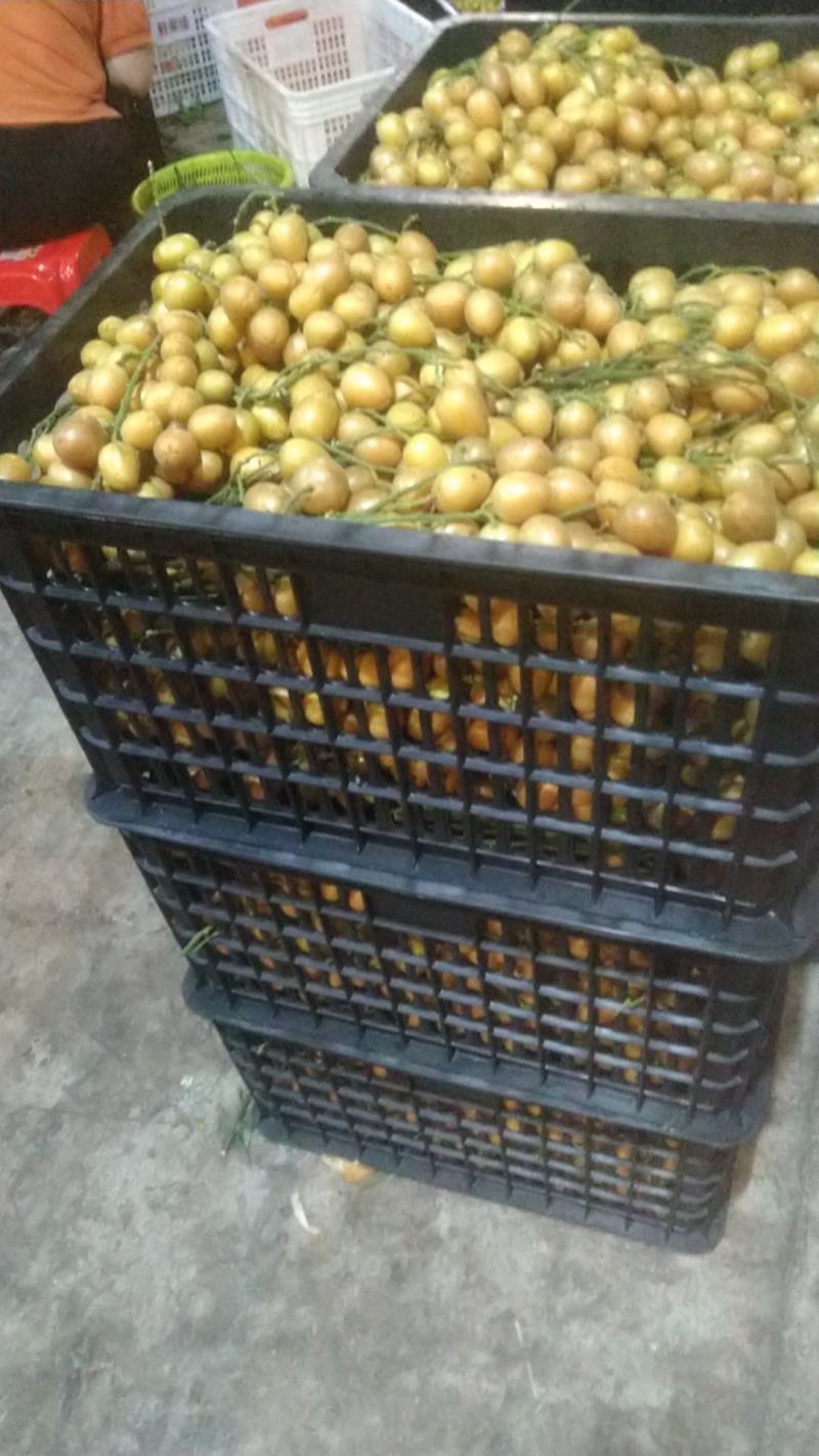 鸡心黄皮，无核黄皮，对接工厂，奶茶！