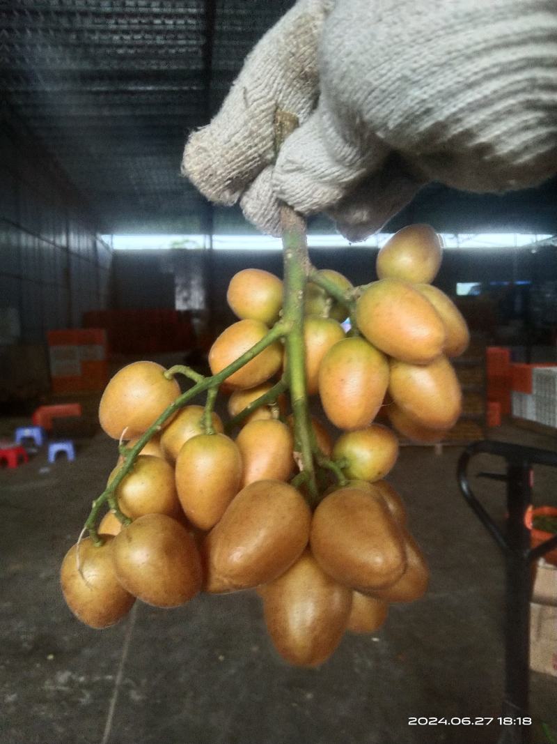 鸡心黄皮，无核黄皮，对接工厂，奶茶！