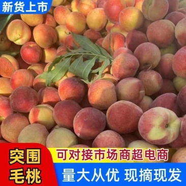 砀山突围毛桃大量上市，品质上乘，货源充足，一条龙服务。